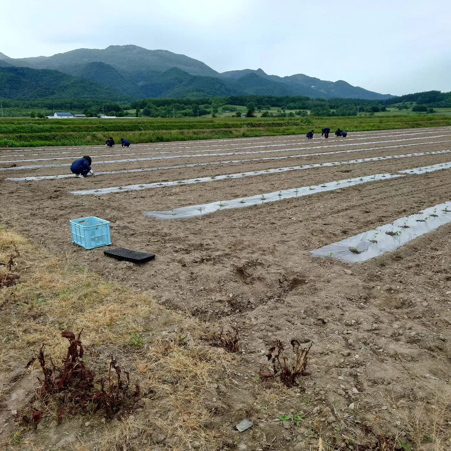 19日20日と農業体験として高校生が農園に来ました。