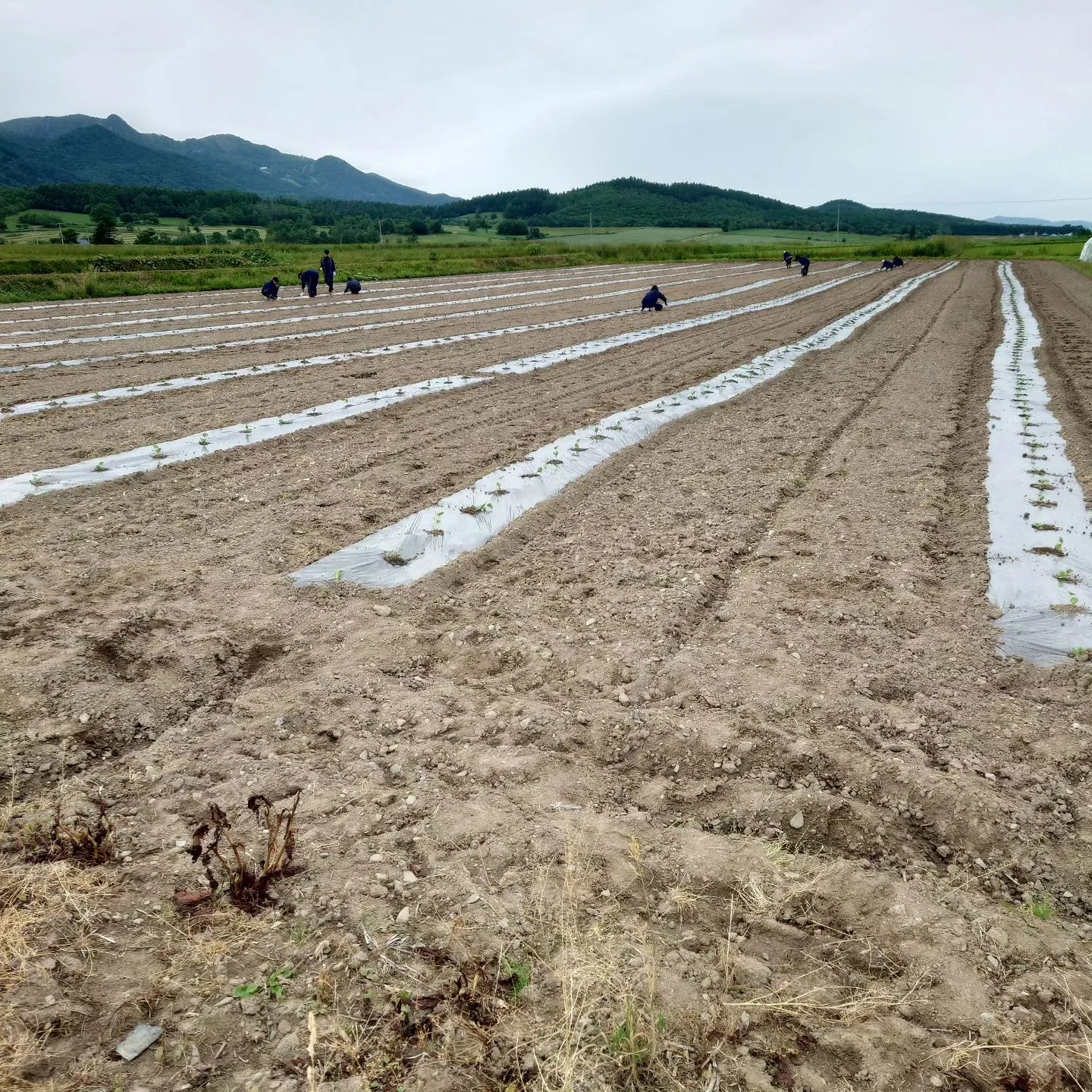 19日20日と農業体験として高校生が農園に来ました。