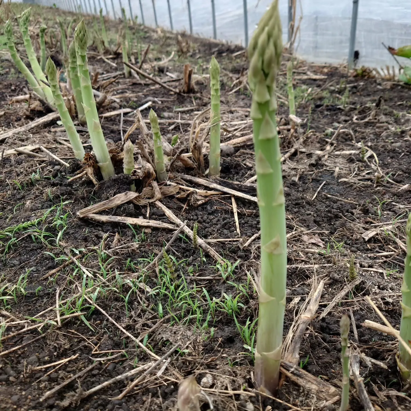 遅くなりましたがアスパラガスの収穫が始まりました‼️