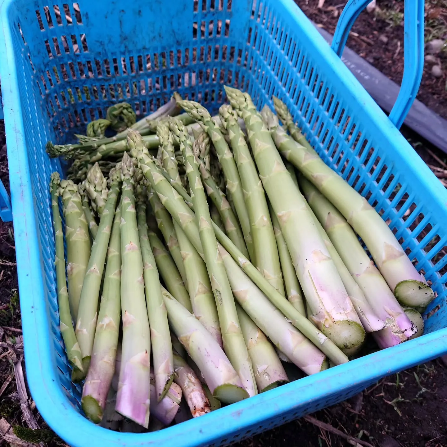 遅くなりましたがアスパラガスの収穫が始まりました‼️