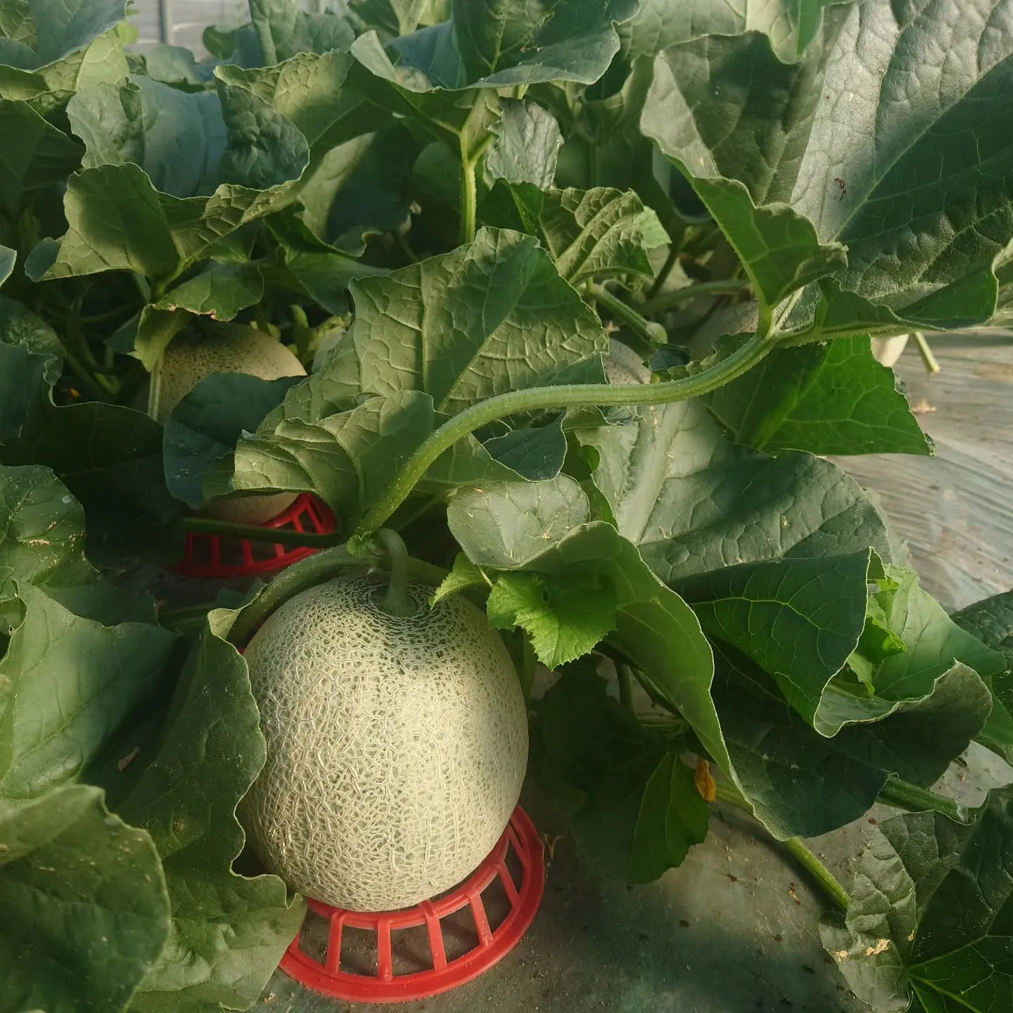 順調に育っています。