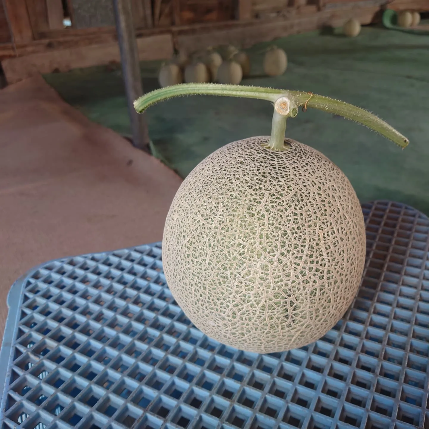 今年初収穫しました‼️