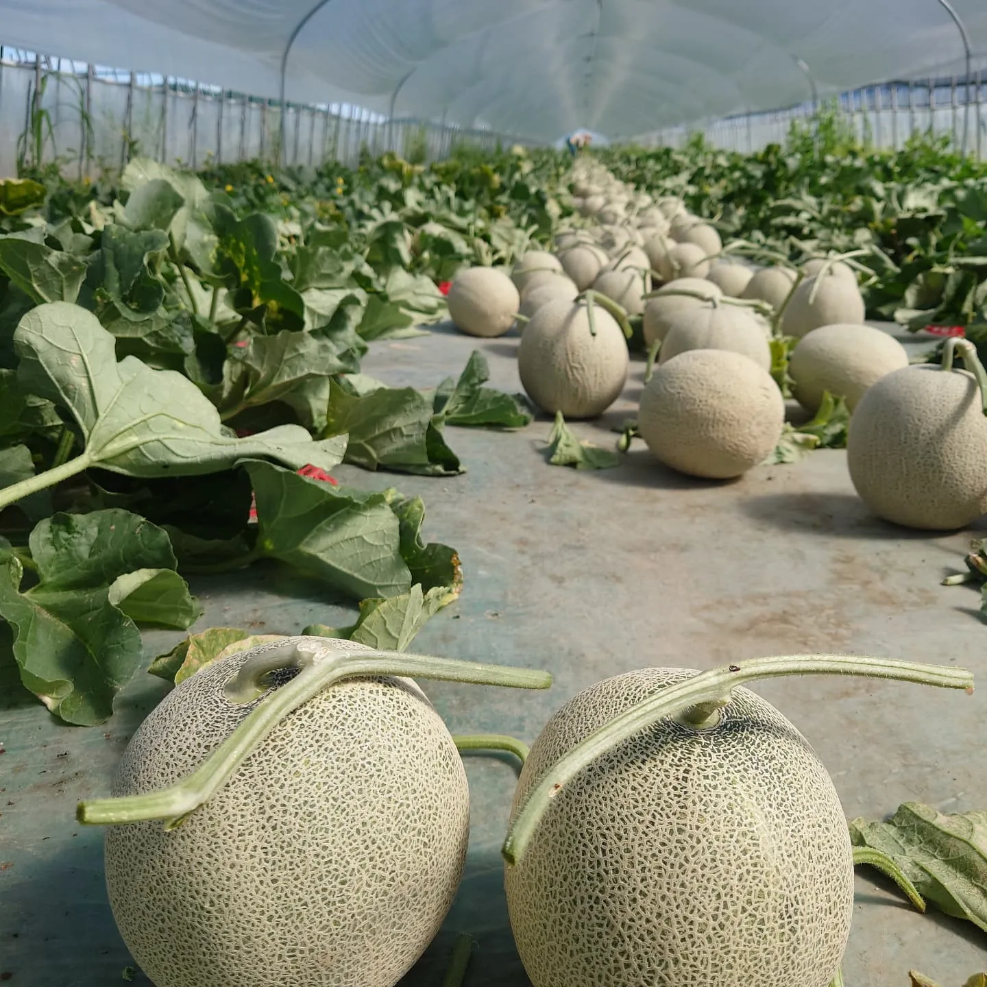 やっと本格的に収穫が始まりました。