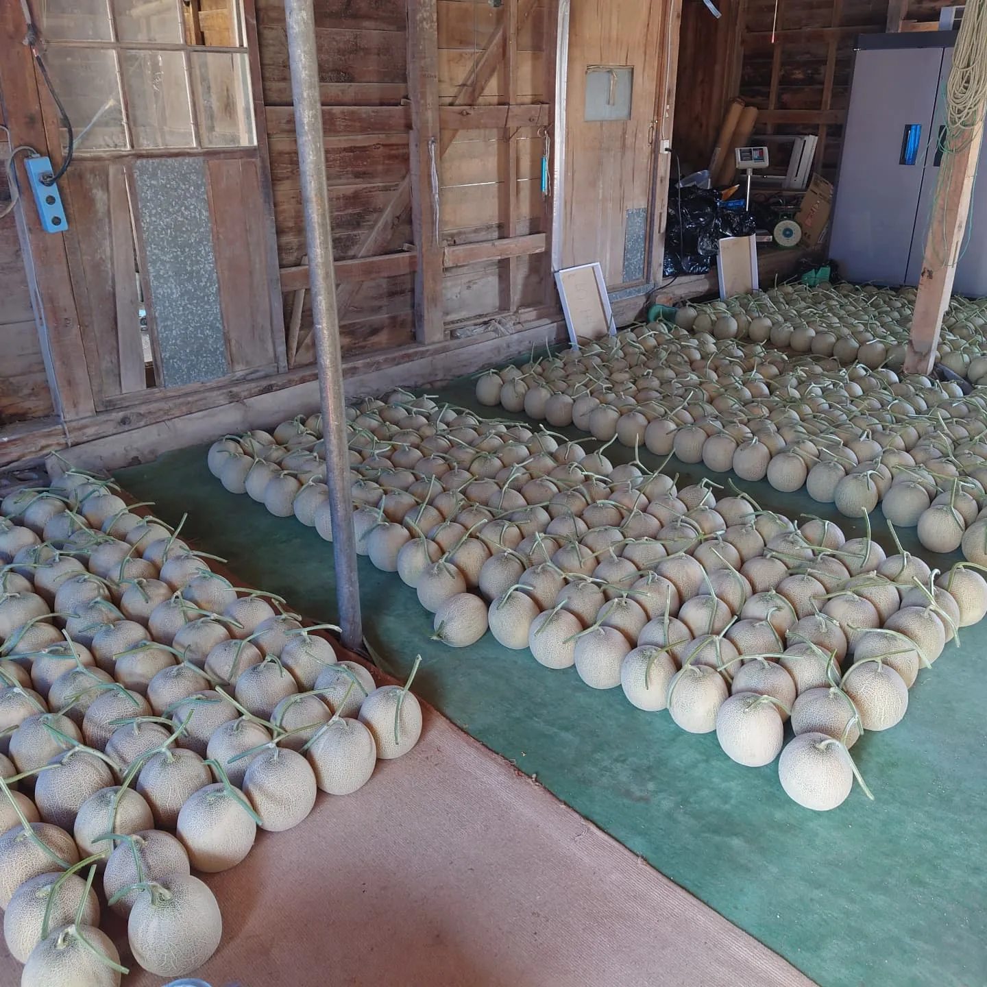 やっと本格的に収穫が始まりました。