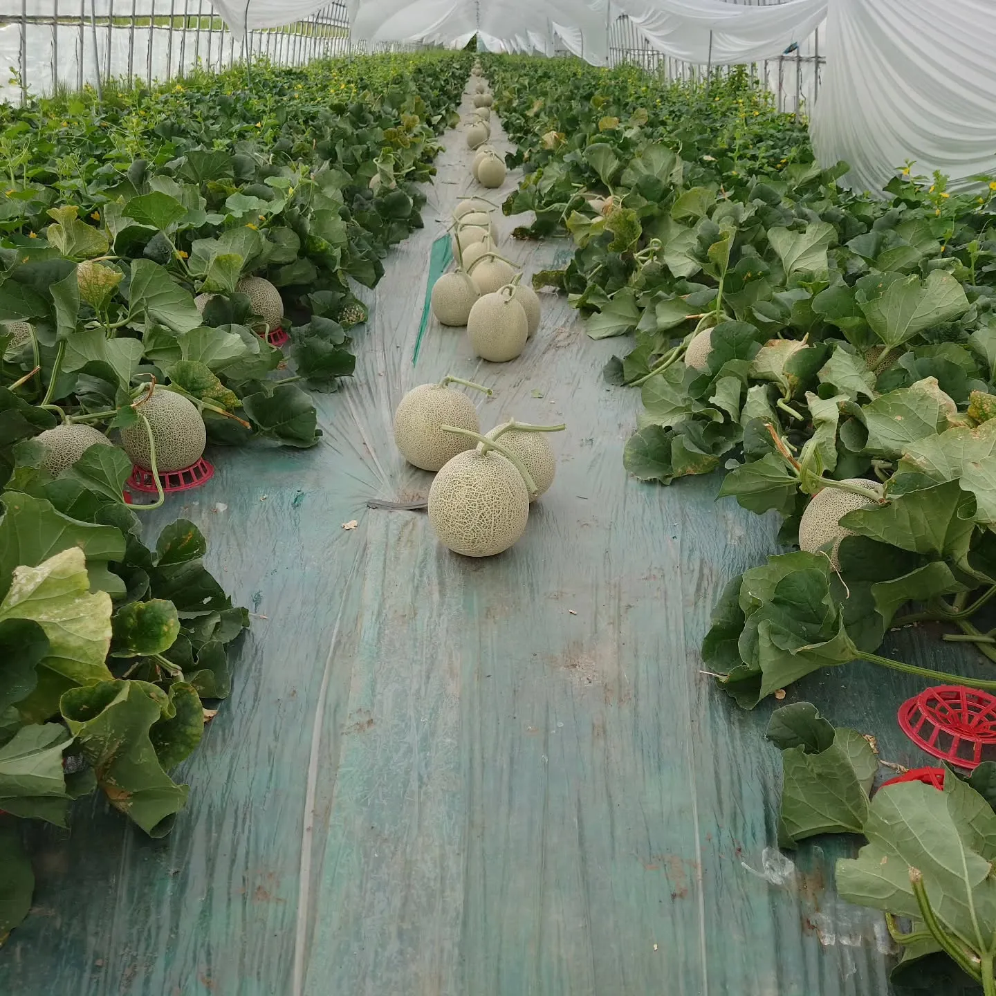 今年のメロンは収穫終了しました。