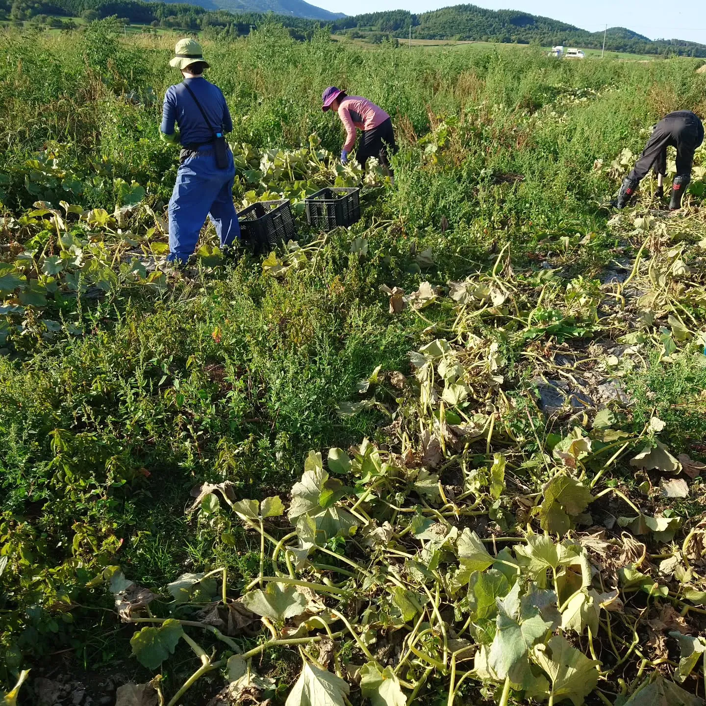 本日かぼちゃの収穫を開始しました。