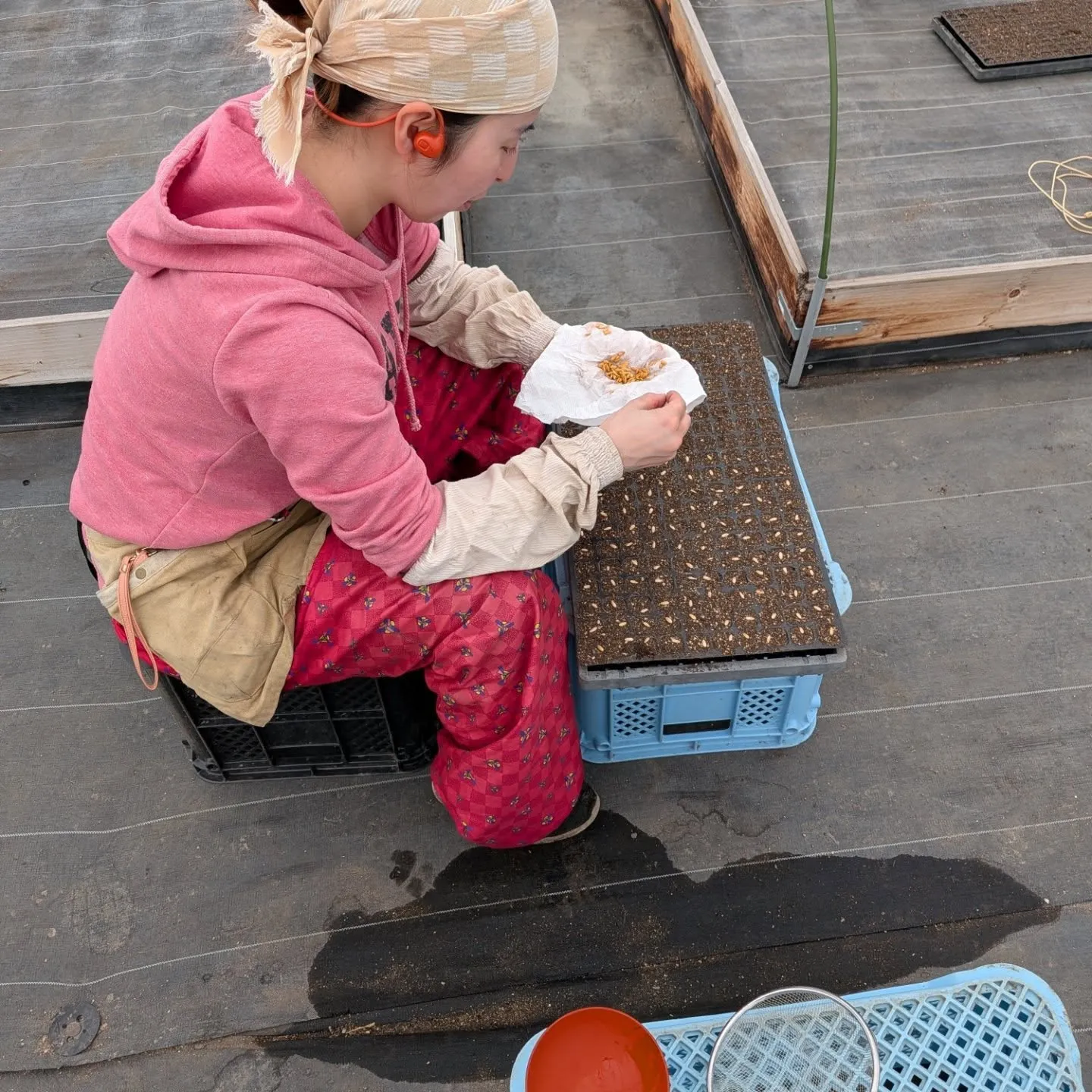 本日メロンの播種をしました。