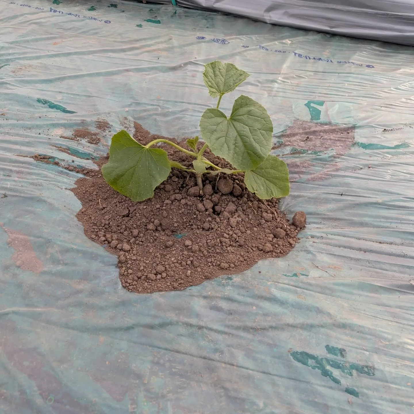 1期目のメロンの定植をしました。