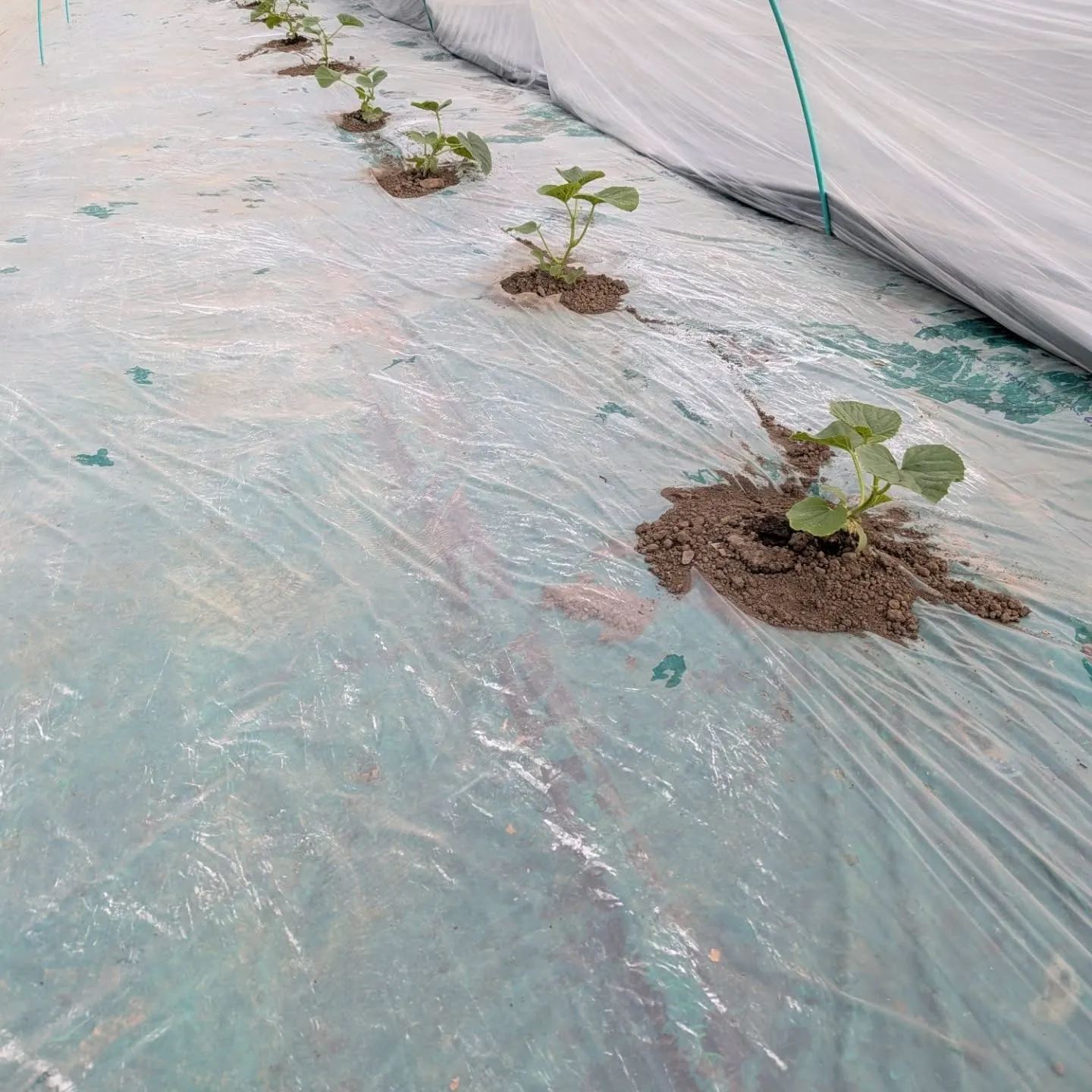 1期目のメロンの定植をしました。