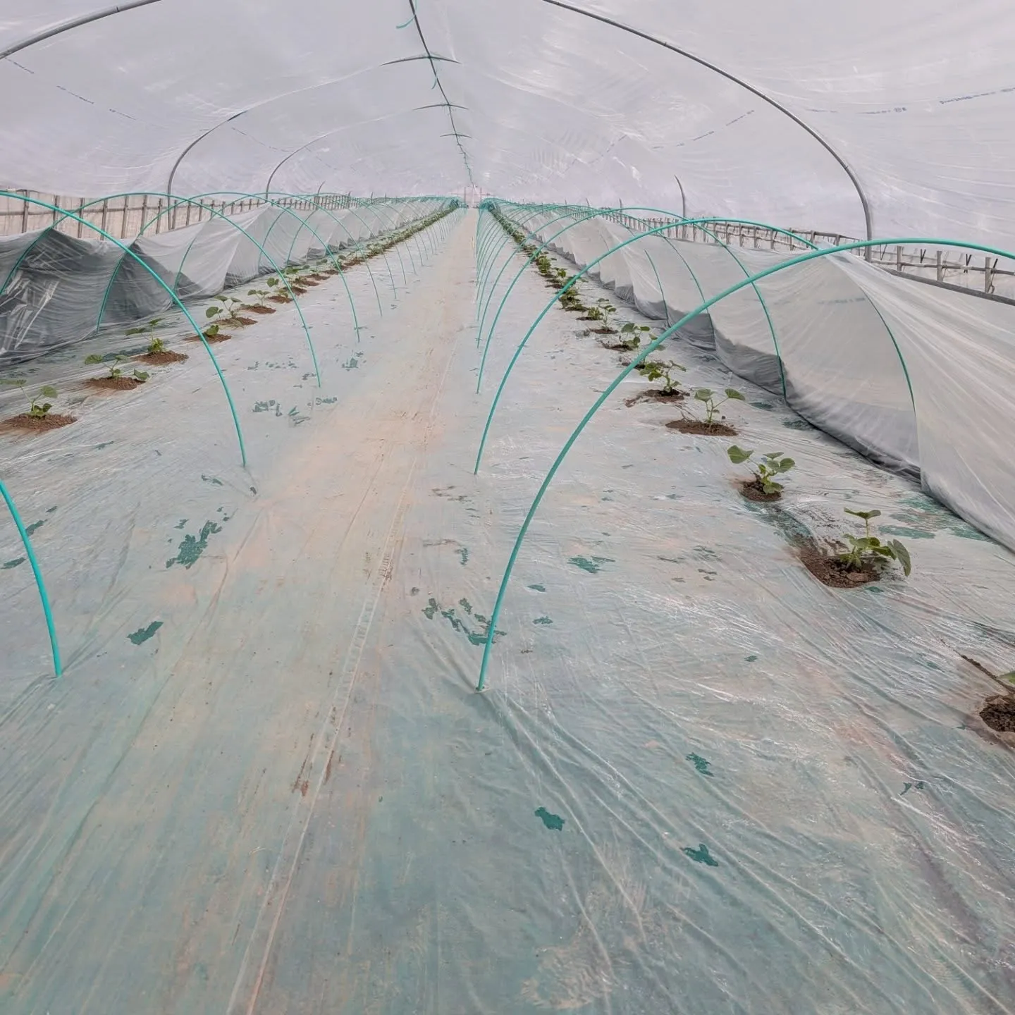 1期目のメロンの定植をしました。