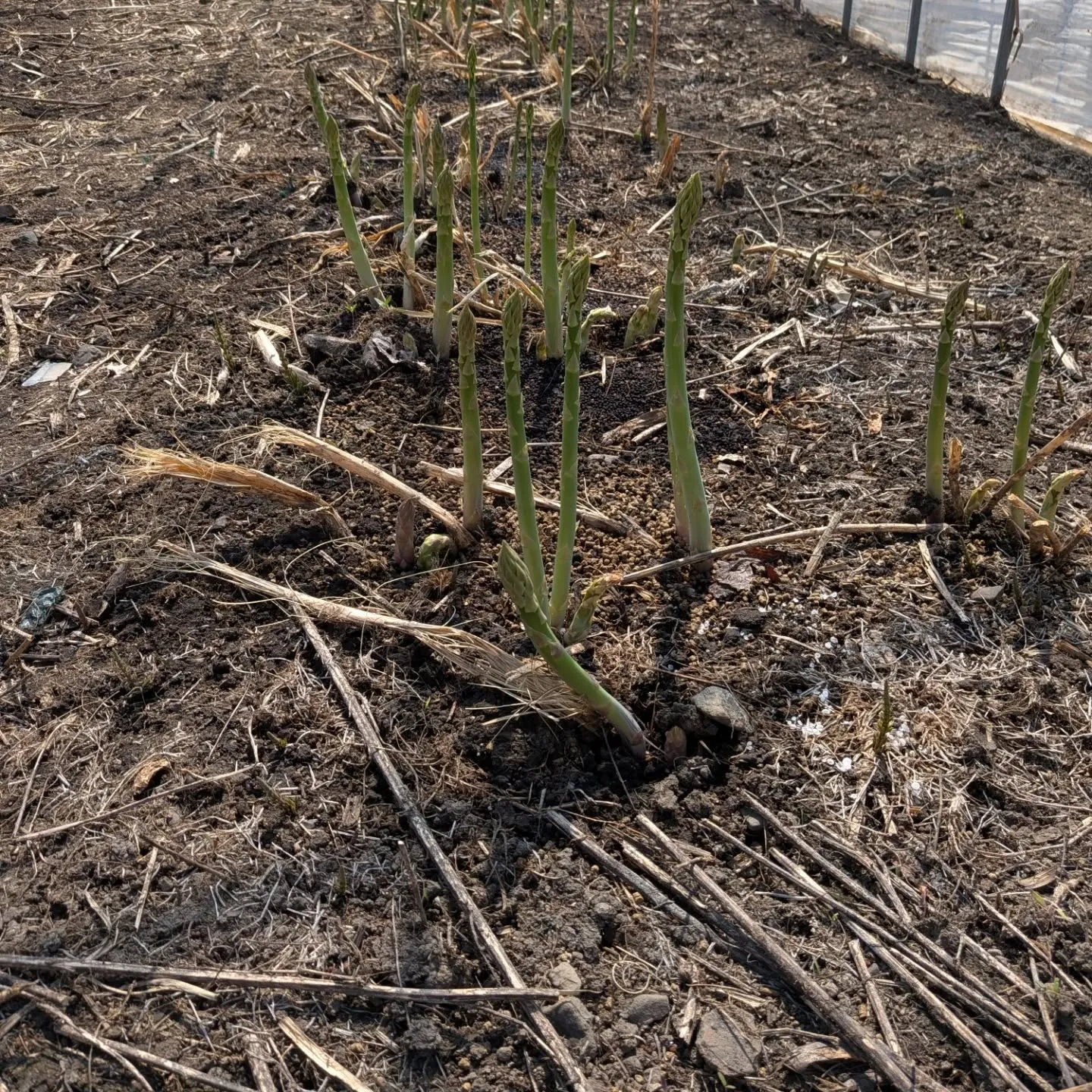 今年は3月も例年よりも暖かく雪解けも早かったためかアスパラガ...