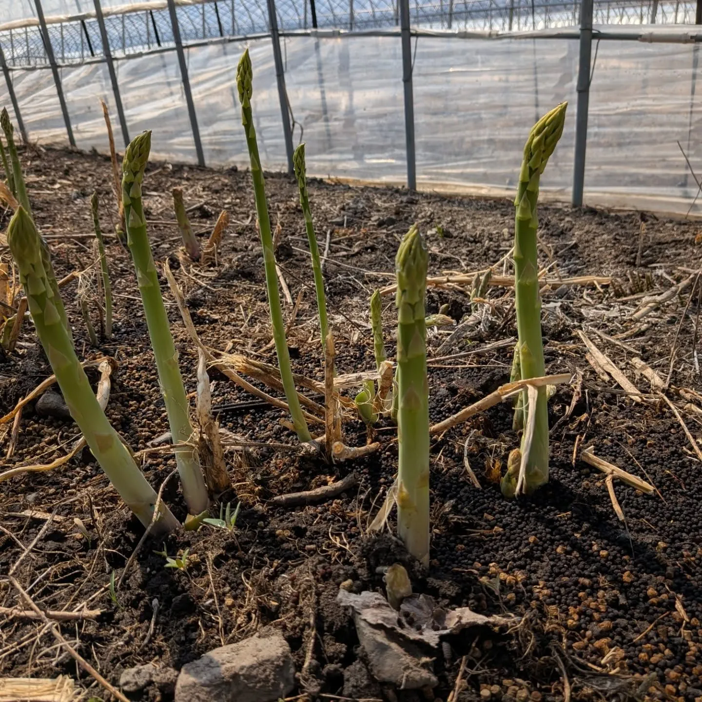今年は3月も例年よりも暖かく雪解けも早かったためかアスパラガ...