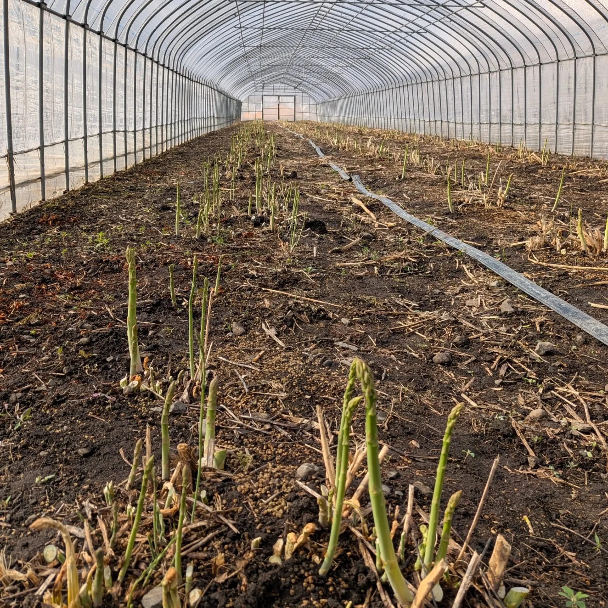 メロンの定植も順調に進み3期目が完了しました。