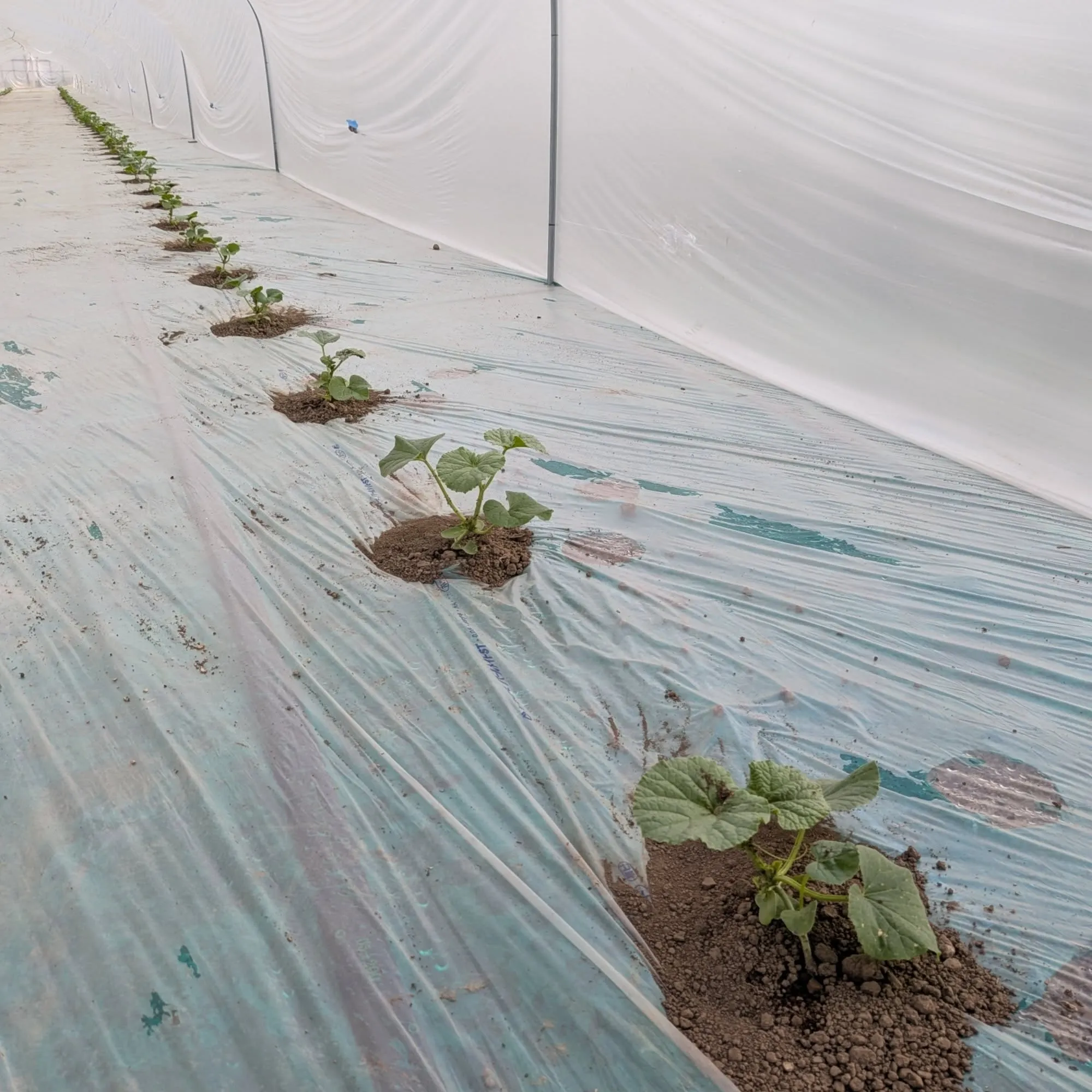 メロンの定植も順調に進み3期目が完了しました。