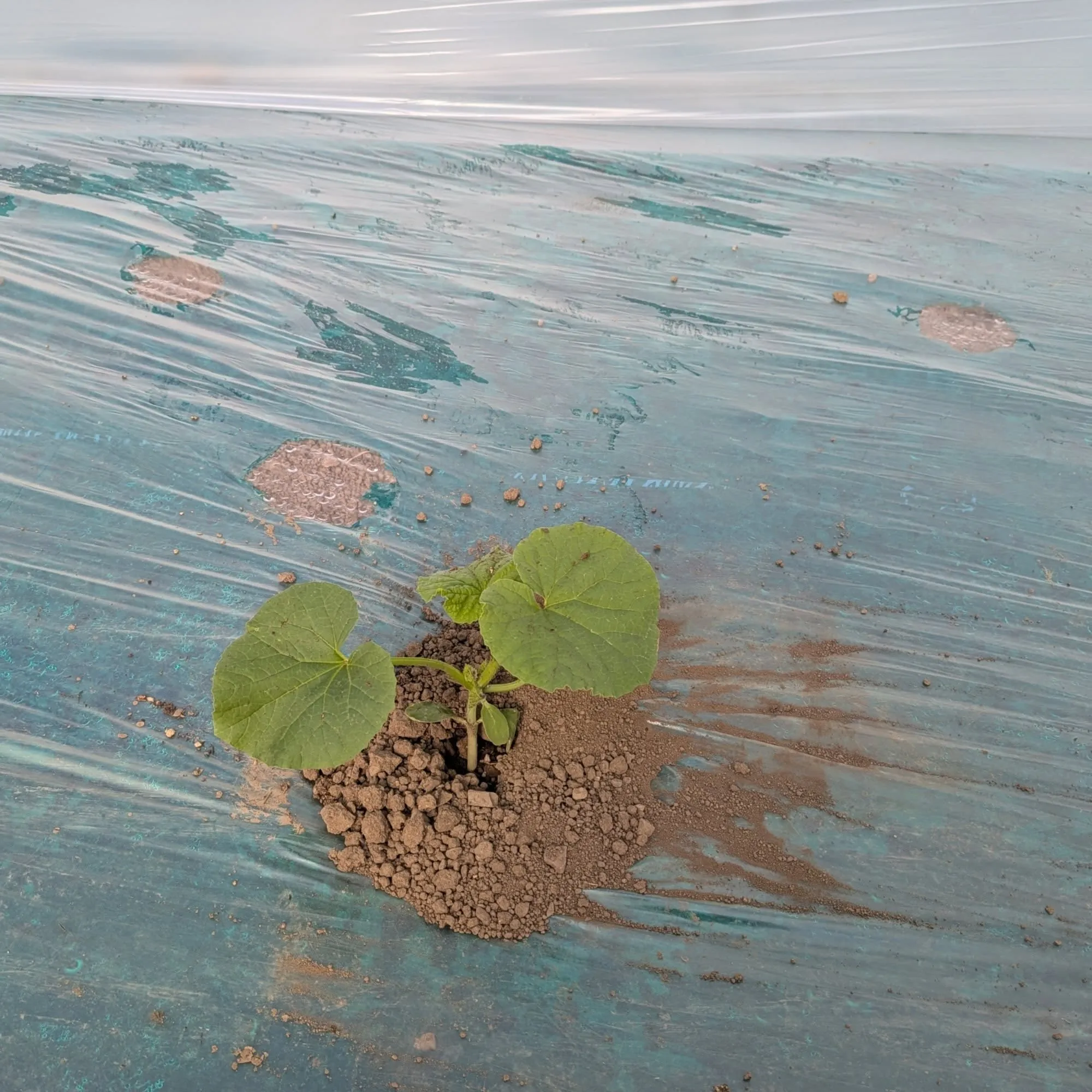 メロンの定植も順調に進み3期目が完了しました。