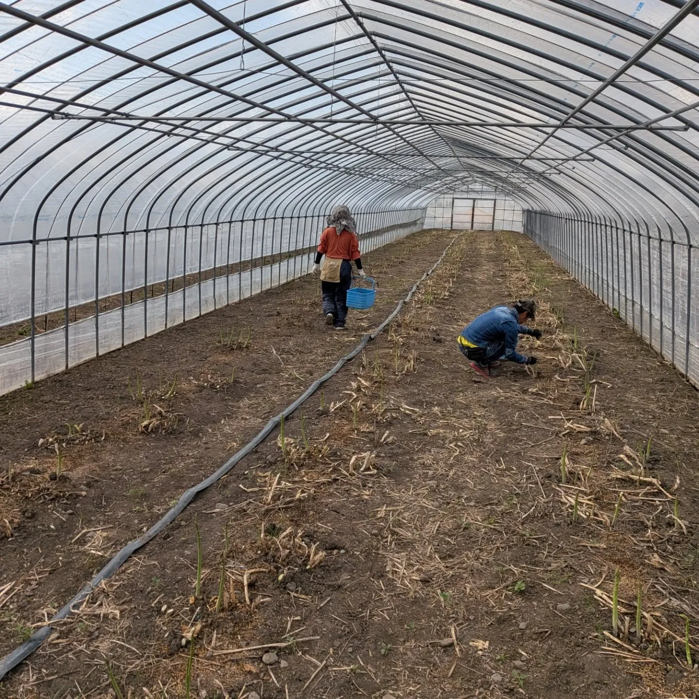 GWに入りましたね。