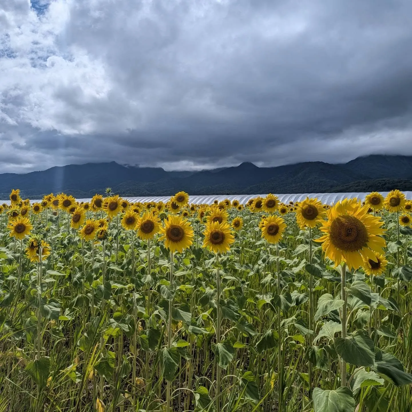 🌻🌻 ひまわり満開のお知らせ 🌻🌻